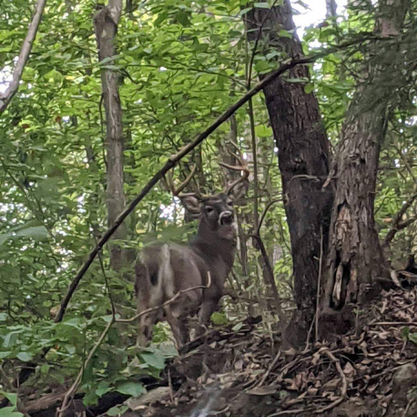 Legacy gallery image: Deer